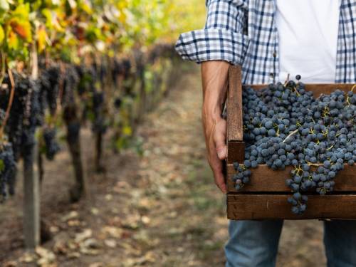 novost savršena oluja nad evropskim vinogradima vinski magazin vino fino