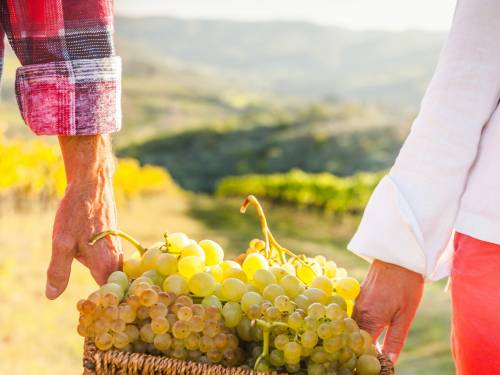 degustacija lokalne sorte iz drugog plana vinski magazin vino fino