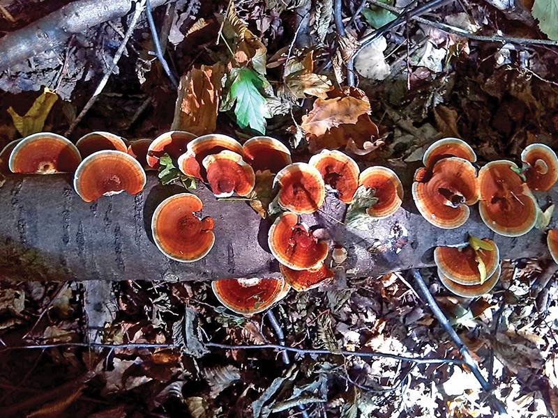 gastro brevijar alisa u zemlji gurmanluka vinski magazin vino fino