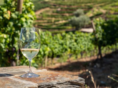 izdvojeno bagrina cvetna tajna istoČne srbije vinski magazin vino fino