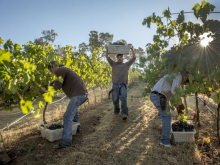 novost Čišćenje vinarije najbolja vinska fotografija u 2019 vinski magazin vino fino
