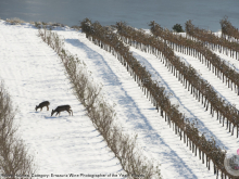 novost Čišćenje vinarije najbolja vinska fotografija u 2019 vinski magazin vino fino
