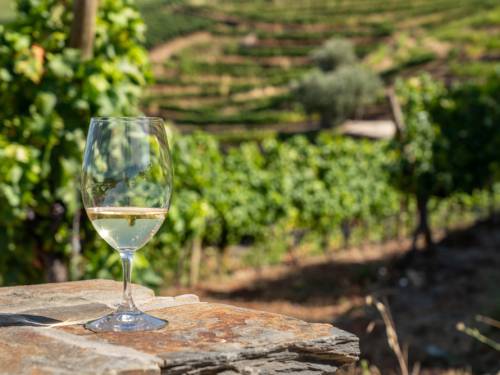novost bagrina cvetna tajna istočne srbije vinski magazin vino fino
