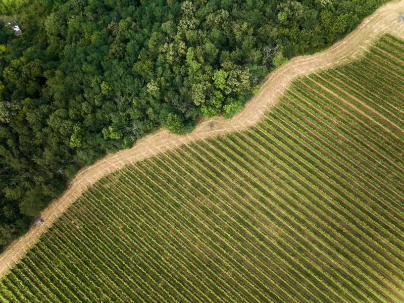 novost drveće čuva vinograde i utiče na aromu vina vinski magazin vino fino
