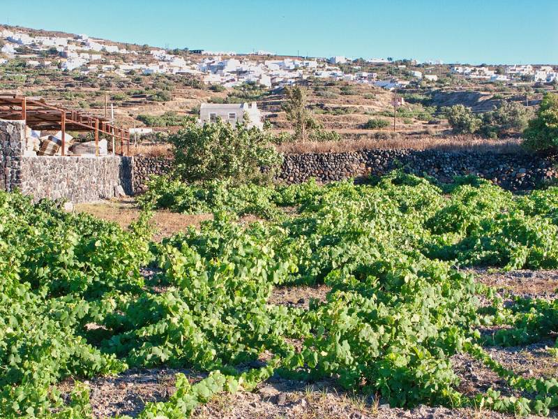 novost džensis robinson lansirala katalog starih loza vinski magazin vino fino