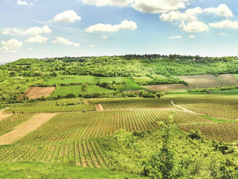 novost fruška gora vodič za vinski vikend vinski magazin vino fino