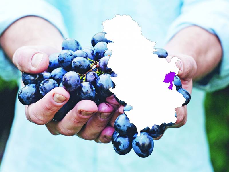 novost nasleĐe boga dionisa vinski magazin vino fino