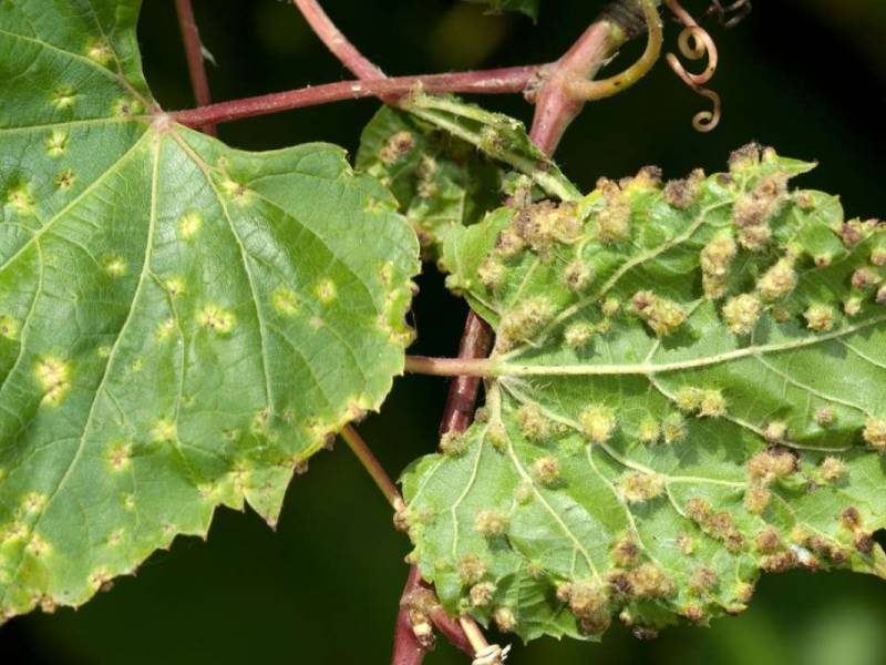 novost nazire se pobeda u dugom ratu protiv filoksere vinski magazin vino fino