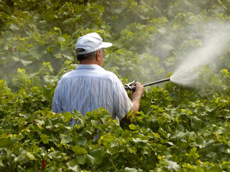 novost pesticidi i prekomeran uzgoj naličje uspeha proseko vina vinski magazin vino fino