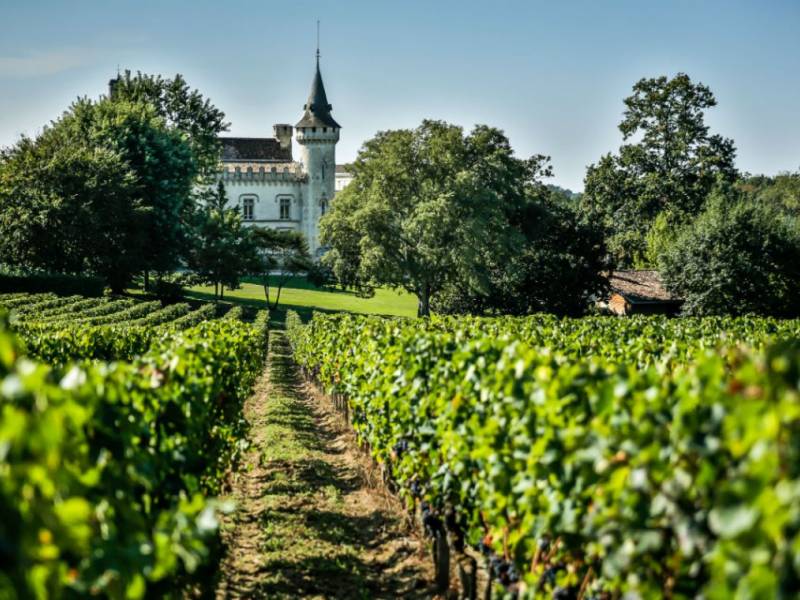 novost portret šest novih bordovskih sorti vinove loze vinski magazin vino fino