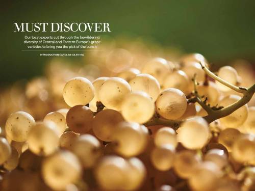 novost prokupac i druge regionalne sorte u novom broju dekantera vinski magazin vino fino