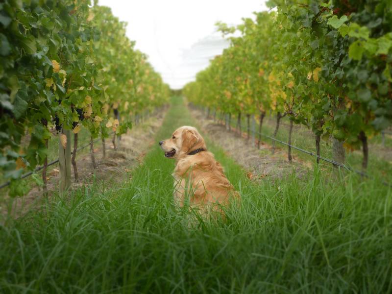 novost psi u borbi protiv bolesti i štetočina vinove loze vinski magazin vino fino