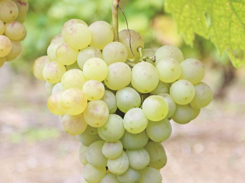novost Šansa za smederevku vinski magazin vino fino