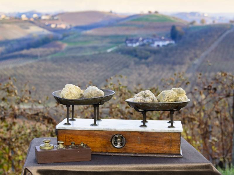 novost tartufi - jestivi šumski dijamanti vinski magazin vino fino