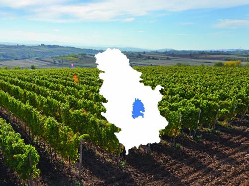 novost temelji srpskog vinarstva vinski magazin vino fino