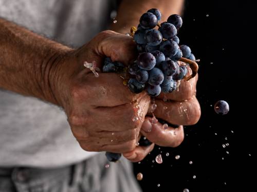 novost u konaku kneginje ljubice danas se slavi 14 oktobar dan prokupca vinski magazin vino fino