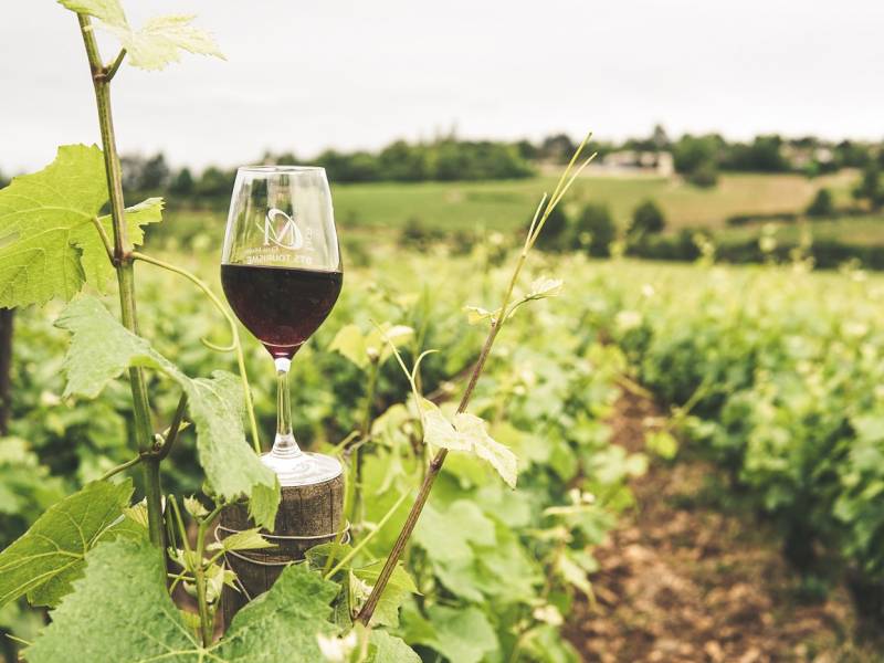 novost u toku su prijave za kurs o savremenom vinarstvu vinski magazin vino fino