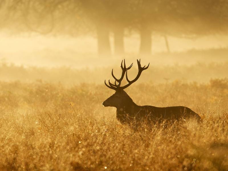 novost ukusi divljine vinski magazin vino fino