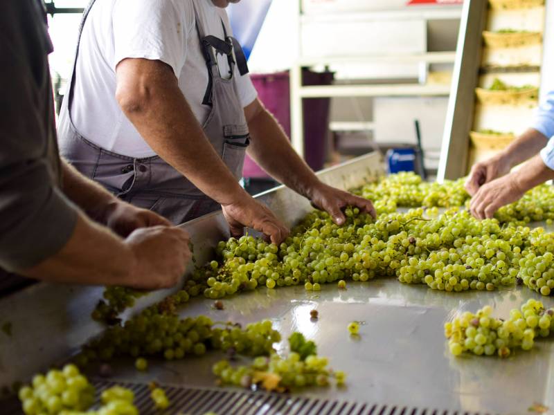 novost usvojena strategija za razvoj srpskog vinarstva vinski magazin vino fino