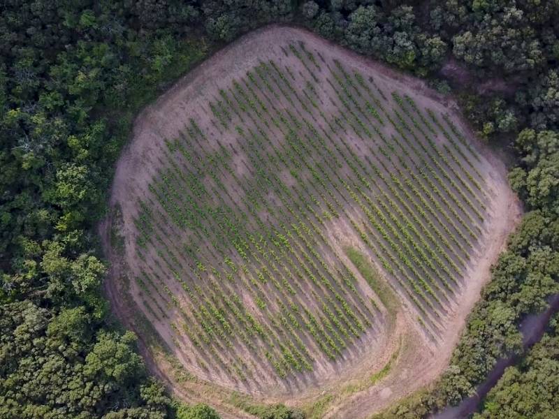 novost vinograd koji raste usred meteorskog kratera vinski magazin vino fino