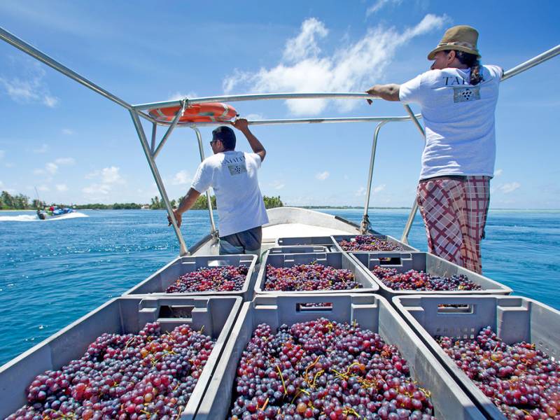 novost vinograd u tropima dao je 50 berbi za 20 godina vinski magazin vino fino