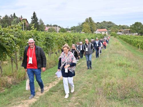 novost vinska šetnja baroknim srcem fruške gore vinski magazin vino fino