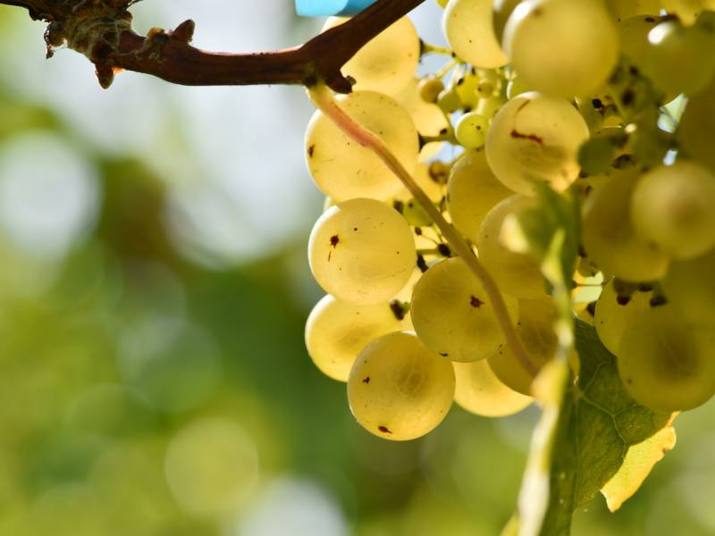novost zašto volimo grašac vinski magazin vino fino