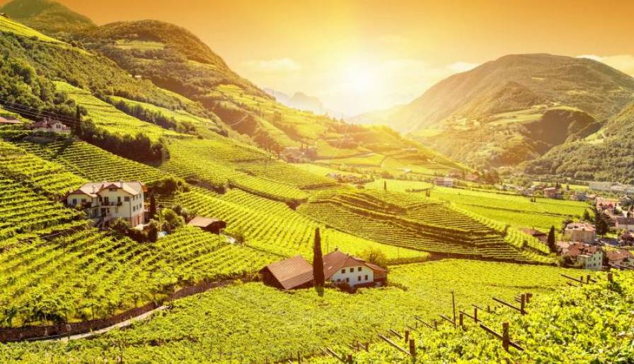 reportaza italija zemlja vina vinski magazin vino fino