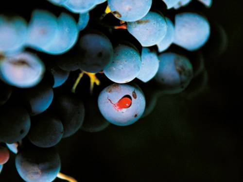 reportaza put kroz italiju tri zvezde severnjače vinski magazin vino fino