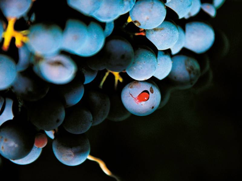 reportaza put kroz italiju tri zvezde severnjače vinski magazin vino fino