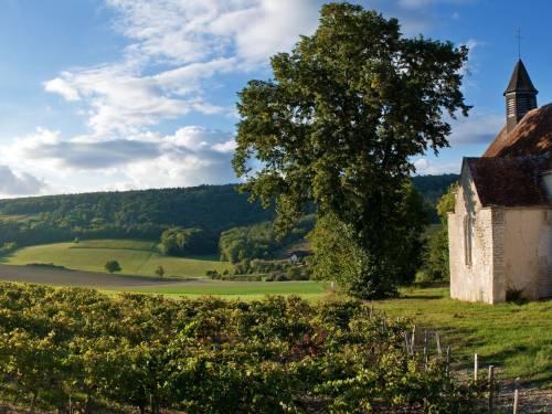 novost burgundija beleži najraniju berbu u pola milenijuma vinski magazin vino fino