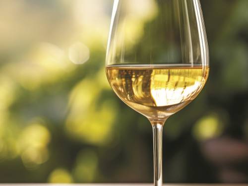 degustacija tamjanike i po neki drugi muskat vinski magazin vino fino