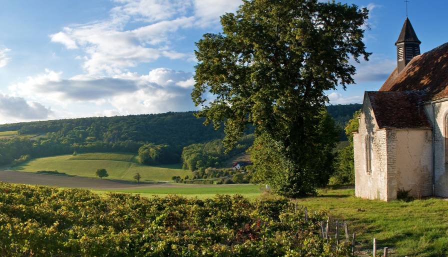 izdvojeno burgundija beleži najraniju berbu u pola milenijuma vinski magazin vino fino