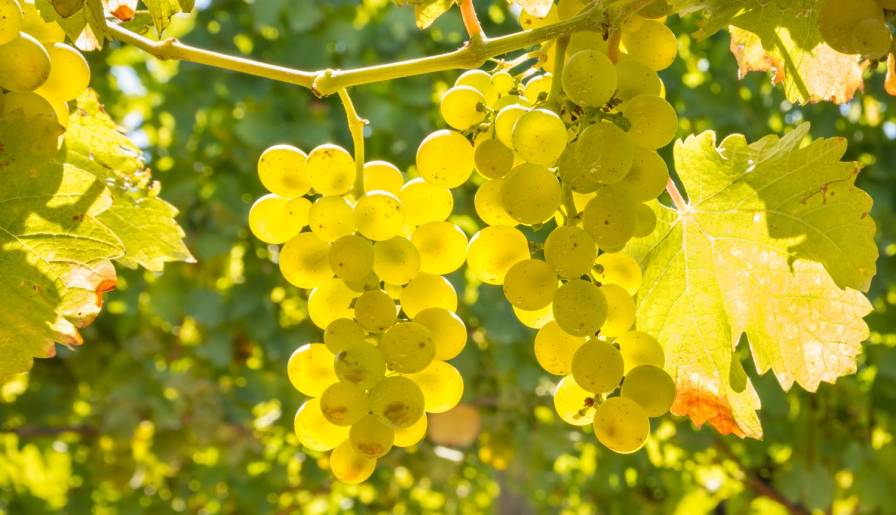 izdvojeno kjanti je u rimsko doba bio poznat po belom vinu vinski magazin vino fino