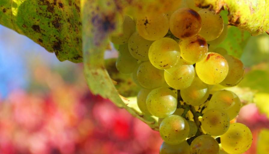 izdvojeno Šardone u srbiji vinski magazin vino fino