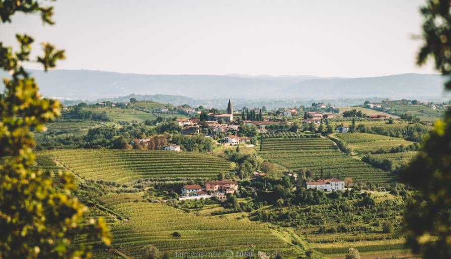 izdvojeno slovenija zakon protiv prirodnih vina ili mnogo buke ni oko čega vinski magazin vino fino