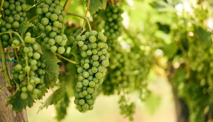 izdvojeno vino iz srbije - od grožđa iz srbije vinski magazin vino fino