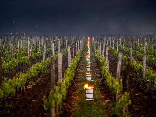 novost digitalno rešenje za borbu protiv poznog mraza vinski magazin vino fino