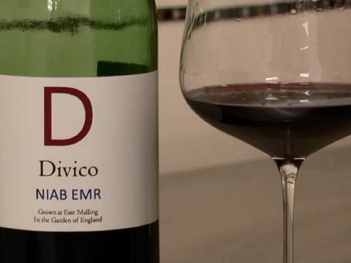novost diviko - sorta koja menja vinski pejsaž engleske vinski magazin vino fino