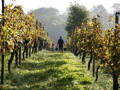 novost en primeur 2020 prvi deo godina kontrasta vinski magazin vino fino