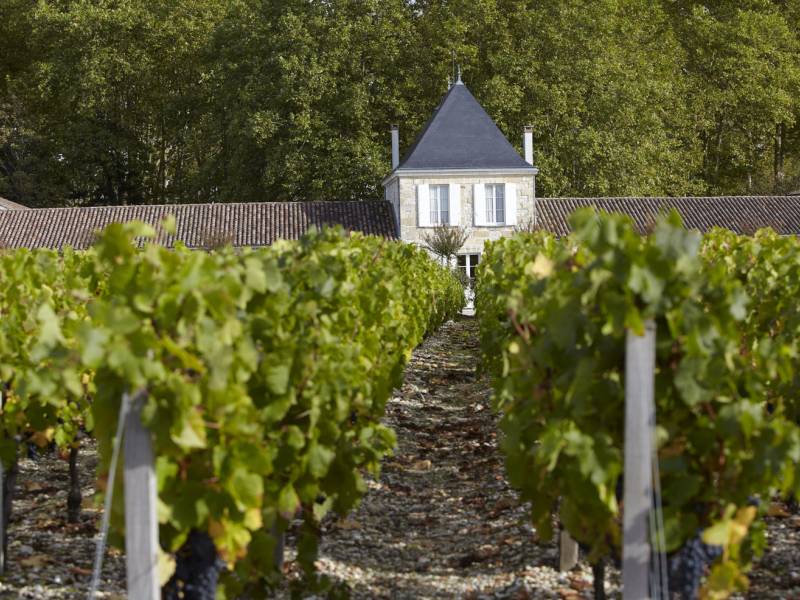 novost en primeur 2020 treĆi deo vina leve obale vinski magazin vino fino