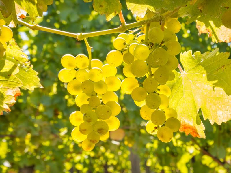 novost francuski zaokret od crvenih ka belim vinima vinski magazin vino fino