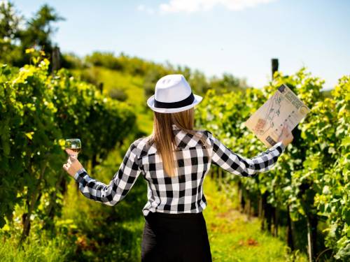 novost fruškogorska vinska šetnja održaće se 9 juna vinski magazin vino fino