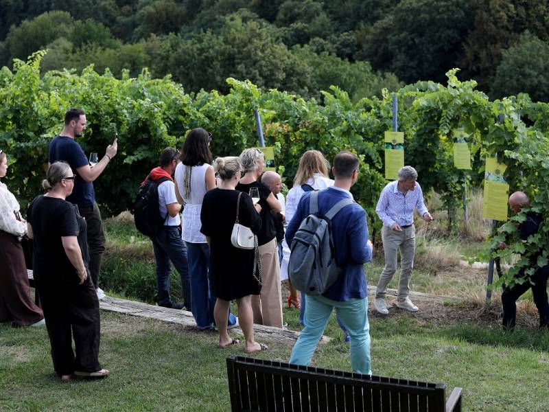 novost furmint - sorta koju svet tek treba da upozna vinski magazin vino fino