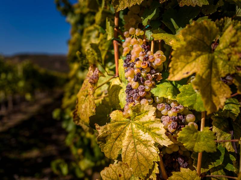 novost furmint spaja tokaj frušku goru i tursku vinski magazin vino fino