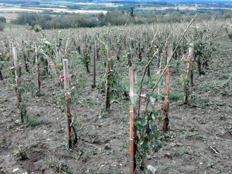 novost grad naneo ogromnu štetu šumadijskim vinogradima vinski magazin vino fino