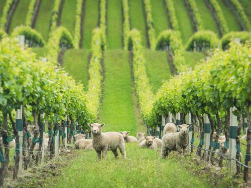 novost novi problem za Šampanju krađa vinogradskih ovaca vinski magazin vino fino