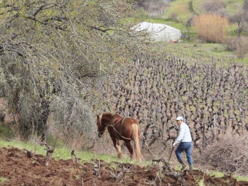 novost novi život drevnih loza vinski magazin vino fino