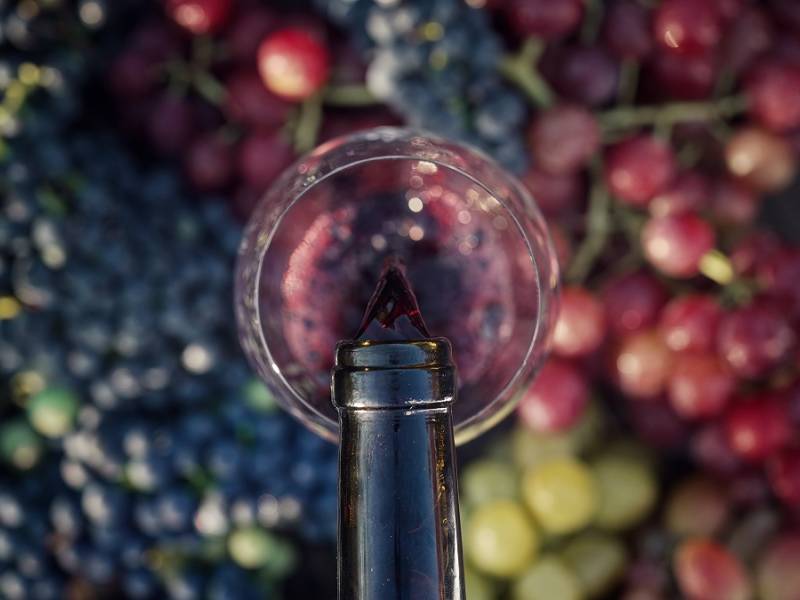 novost novostvorene sorte srbije neka sila bude sa vama vinski magazin vino fino