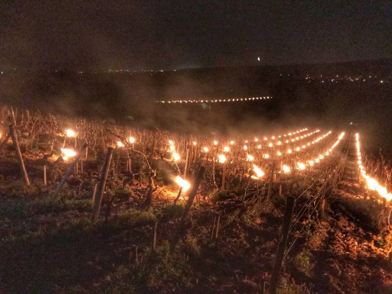 novost pozni mraz ponovo ugroŽava vinograde vinski magazin vino fino